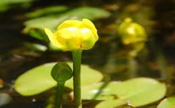 Lời hiền triết